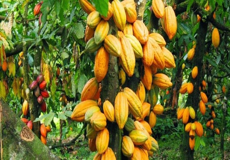 Marché Mondial du Cacao : vers un excédent en 2024/2025, mais des incertitudes demeurent